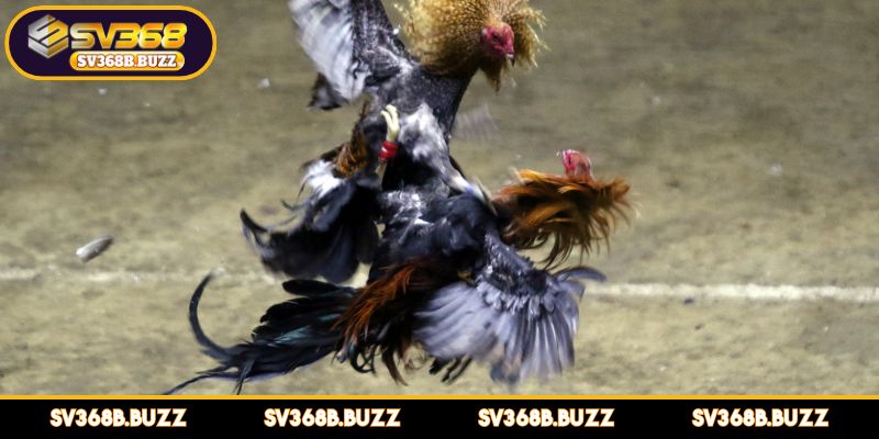 nhung-tran-ga-da-cua-sat-hay-nhat-suc-hut