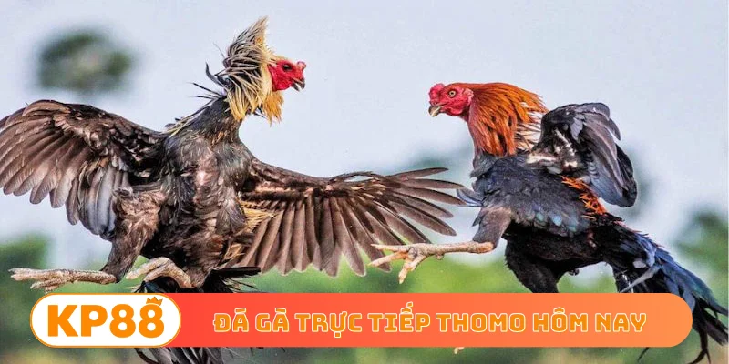 Đá gà trực tiếp Thomo hôm nay